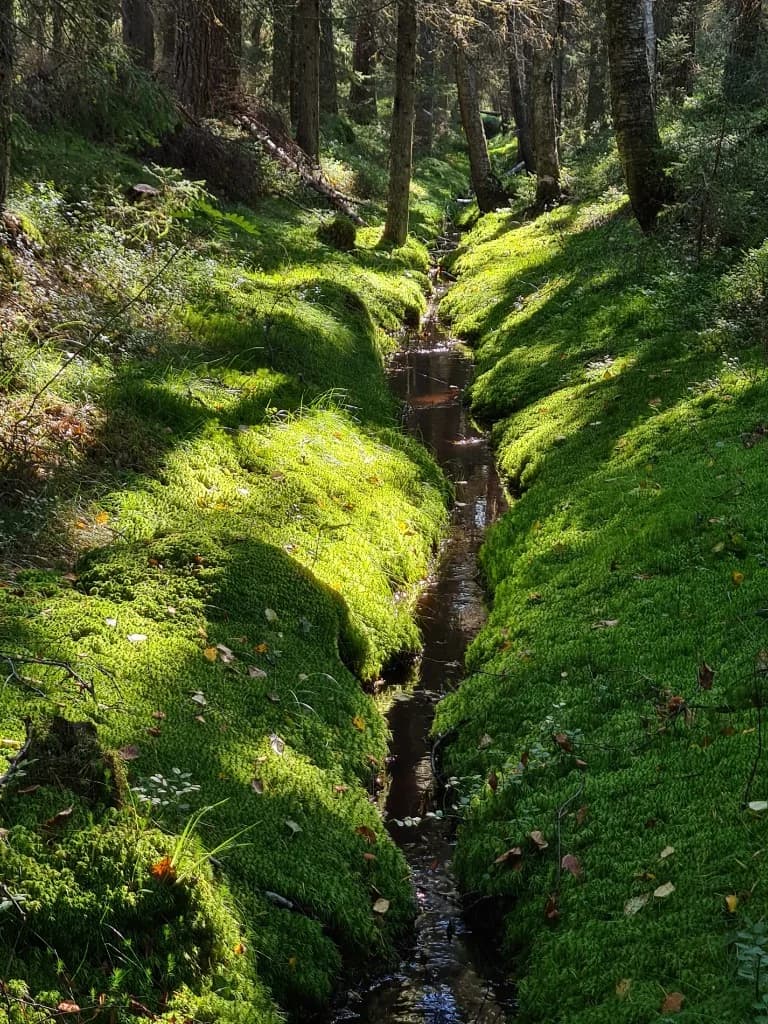 Skog och bäck i natur